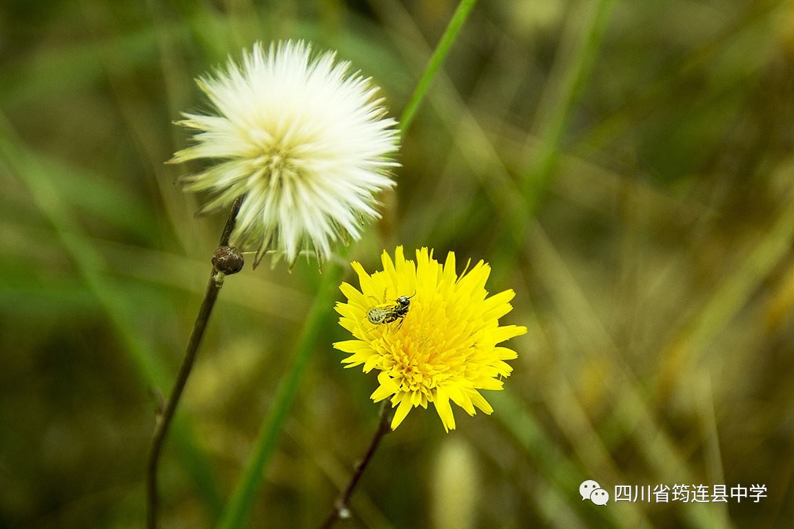 在心中開一朵花，清幽而淡雅1.jpg