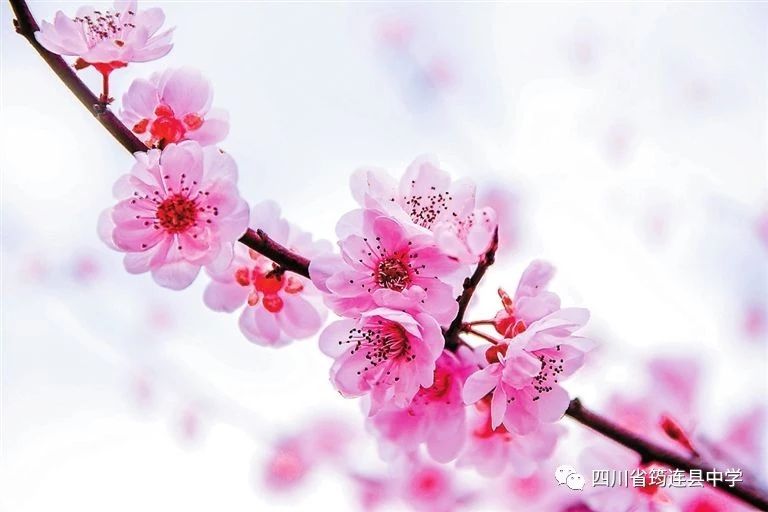 【學生習作】“野味”桃花1.jpg