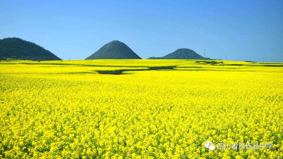 南國的春3.jpg