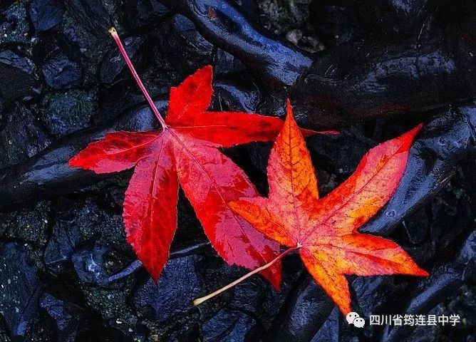 秋的低語2.jpg